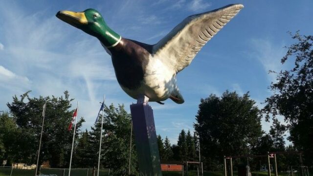 World's Largest Mallard Duck in Andrew Alberta