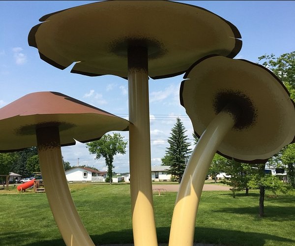 World's Largest Mushrooms in Vilna Alberta