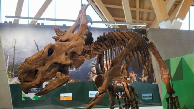 Phillip J. Currie Dinosaur Museum in Wembley Alberta