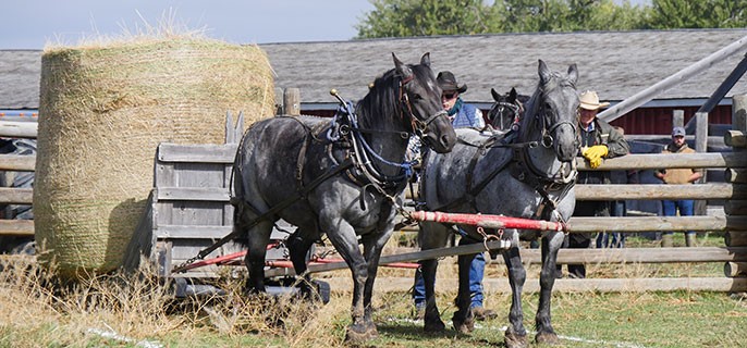 Chore Horse Competition